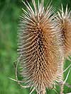 Teasel used for Carding and Felting Cloth