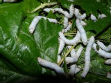 Silkworms feeding