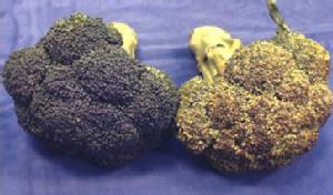 Post harvest broccoli heads