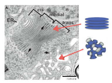An electron micrograph image of the Golgi Apparatus highlighting the distinct topolgies of the Golgi complex and TGN.