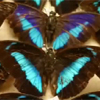 Butterfly lifeline for Guyana