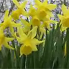 Developing new Daffodils