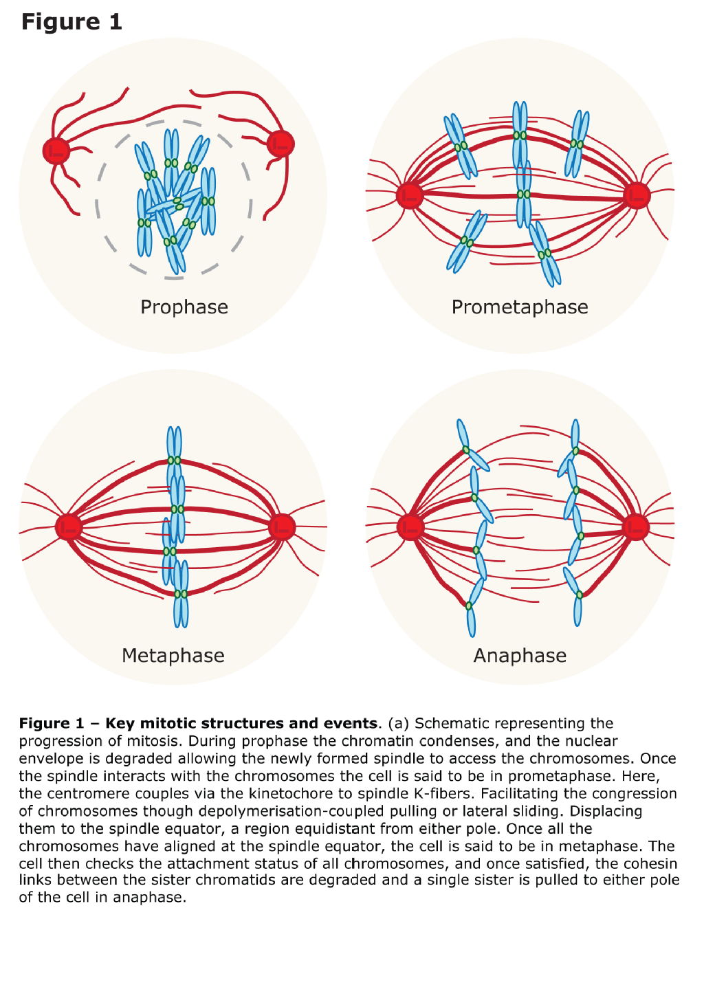 Overview of mitosis
