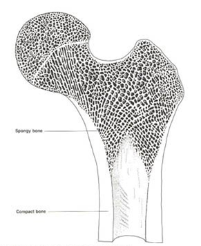 Porous nature of bone