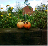 The fruits of digging at Leigh St. allotments, Coventry