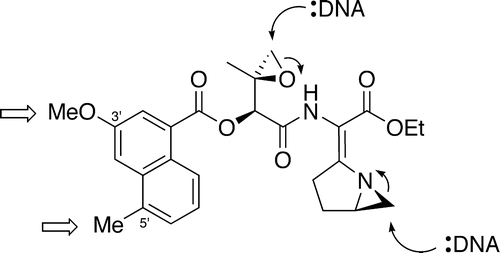 Delineating Noncovalent Interactions between the Azinomycins and Double-Stranded DNA