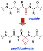 peptid2.jpg