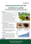 Screening Parsnip Lines for Resistance to Canker