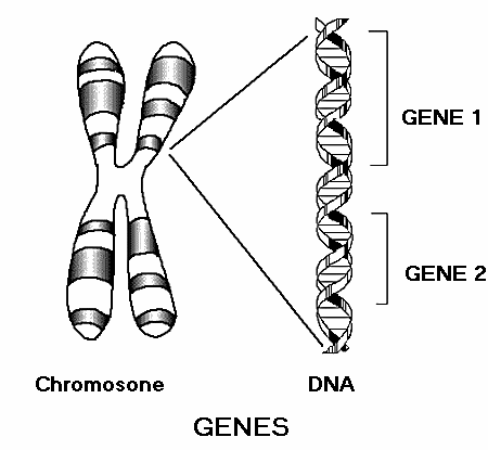 genes