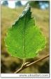 [Photo of a leaf]