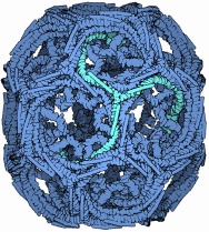 [Illustration of Clathrin Cage Protein Structure]