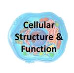 cell_structure1.jpg