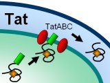 The Tat translocase protein transport mechanism in E. coli