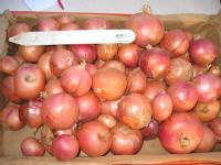 some of the onions used in the research