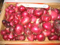 some of the onions used in the research