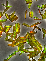 Biological Noise in Bacterias (By Elowitz)